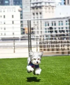 Hotel Nikko San Francisco, Buster the Puppy